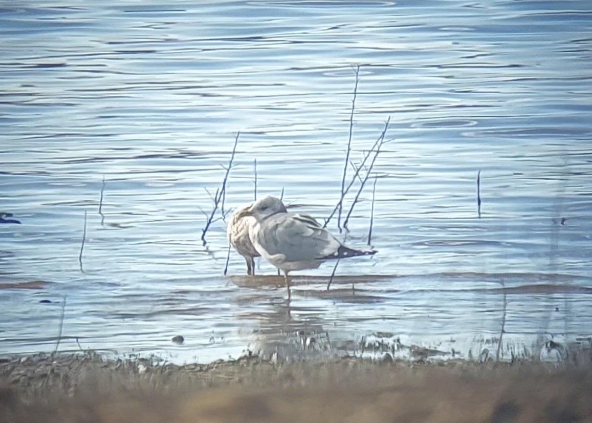 Short-billed Gull - ML611723162