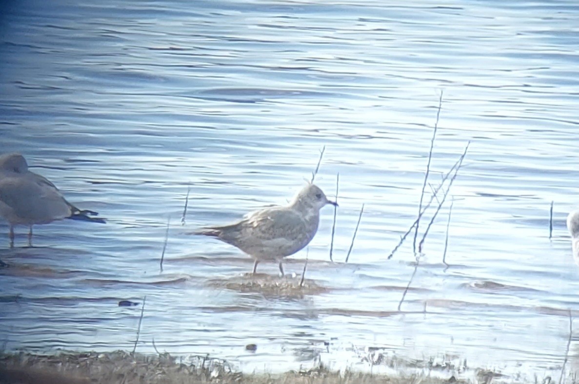 Short-billed Gull - ML611723163