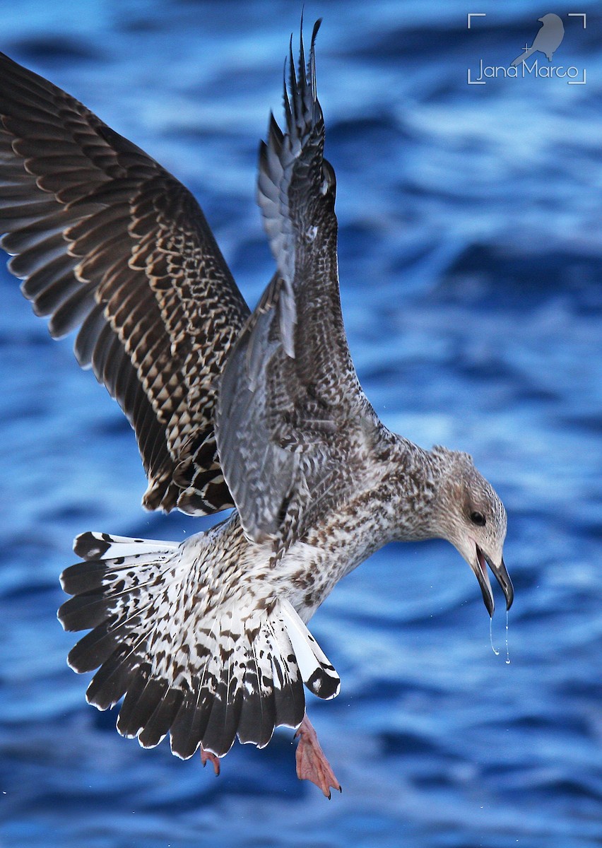 Lesser Black-backed Gull - ML611723191