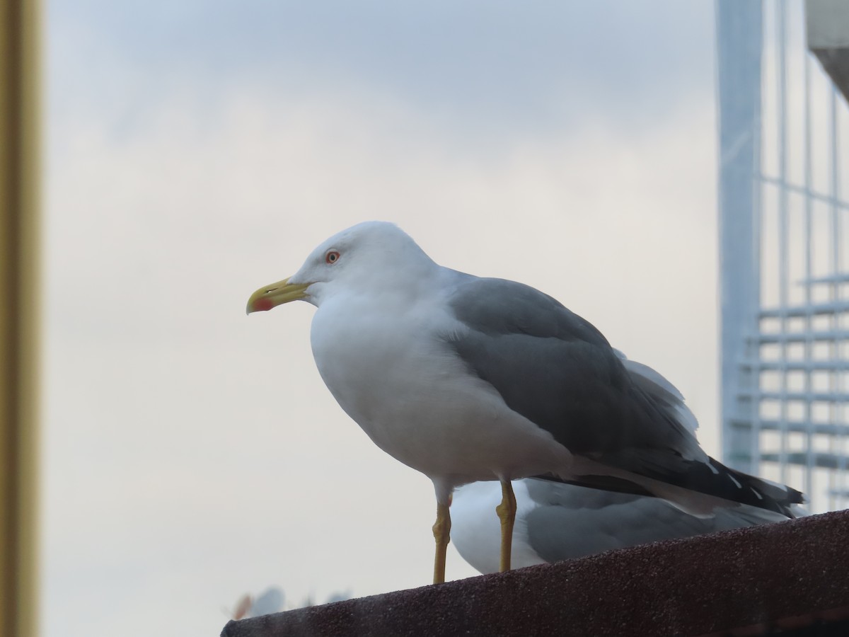 Yellow-legged Gull - ML611723196