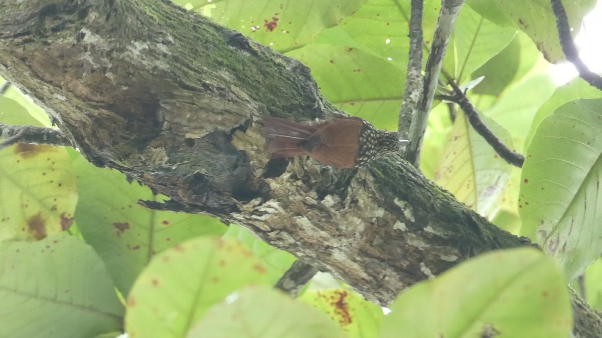 Black-striped Woodcreeper - ML611723200