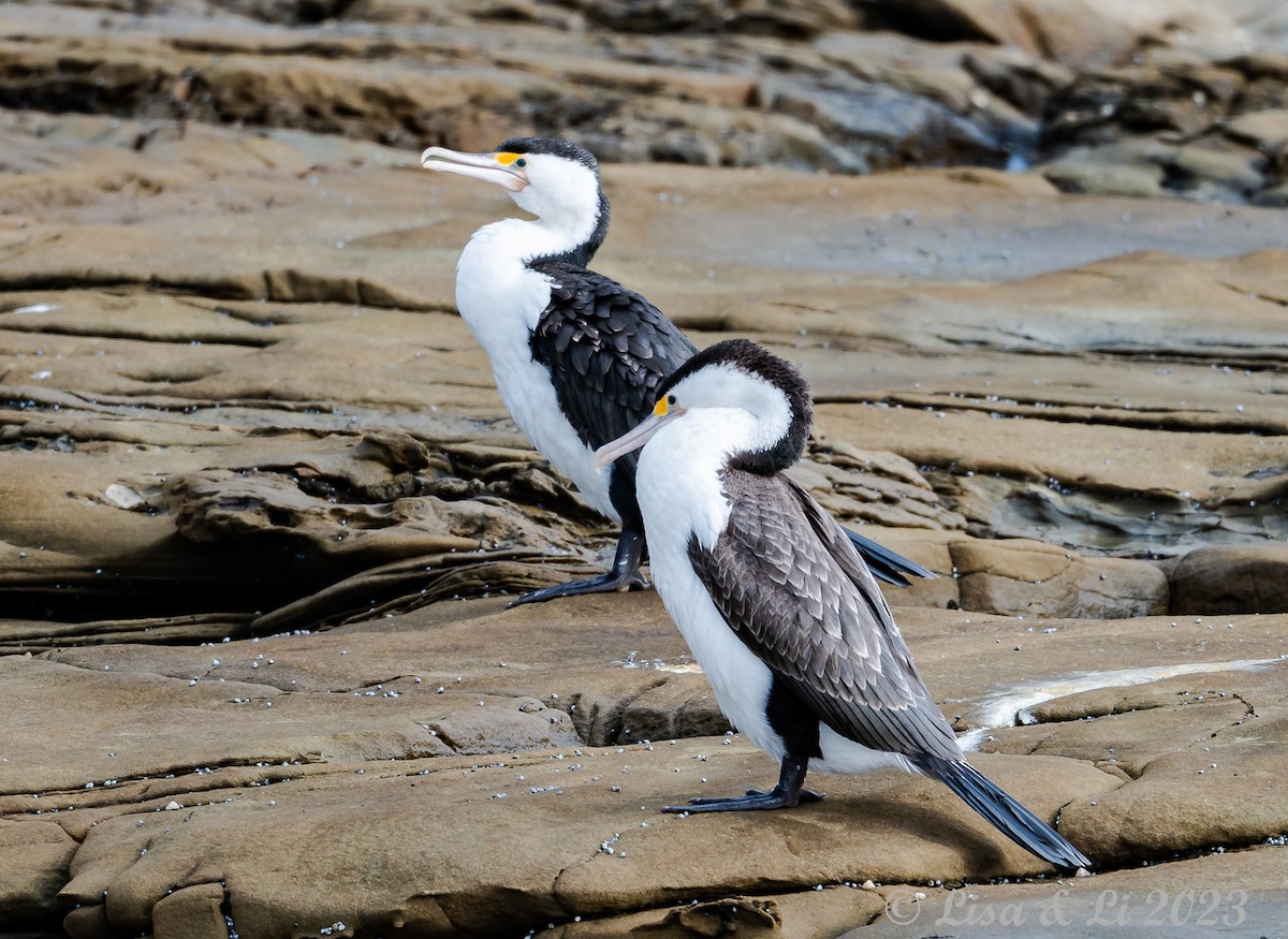 Pied Cormorant - Lisa & Li Li