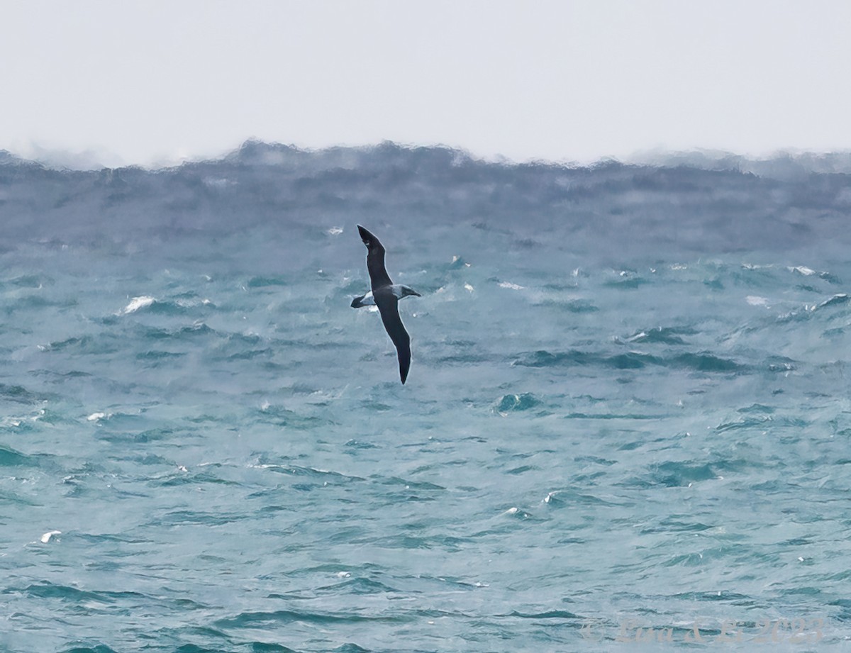 White-capped Albatross - Lisa & Li Li