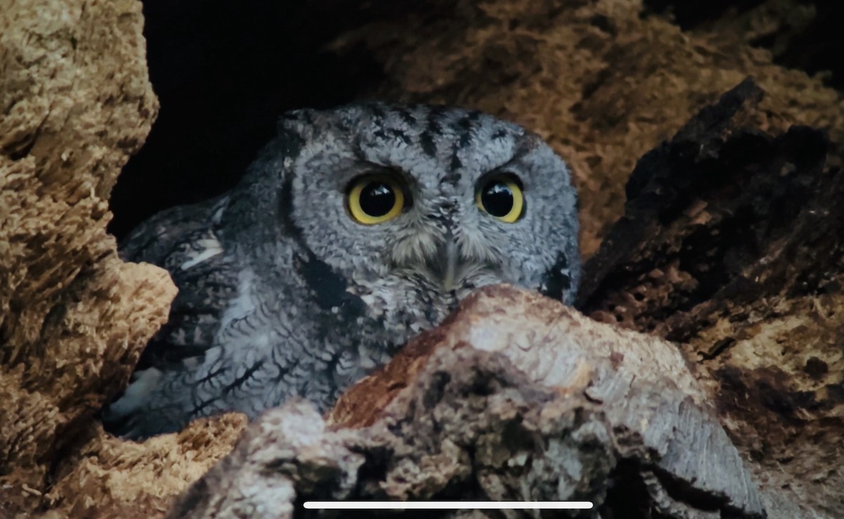 Western Screech-Owl - ML611723247