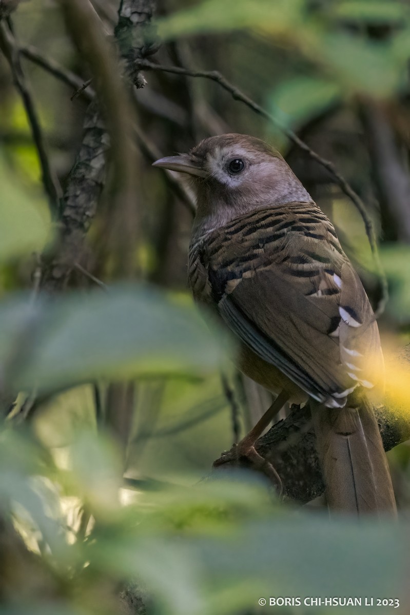 Barred Laughingthrush - ML611723255