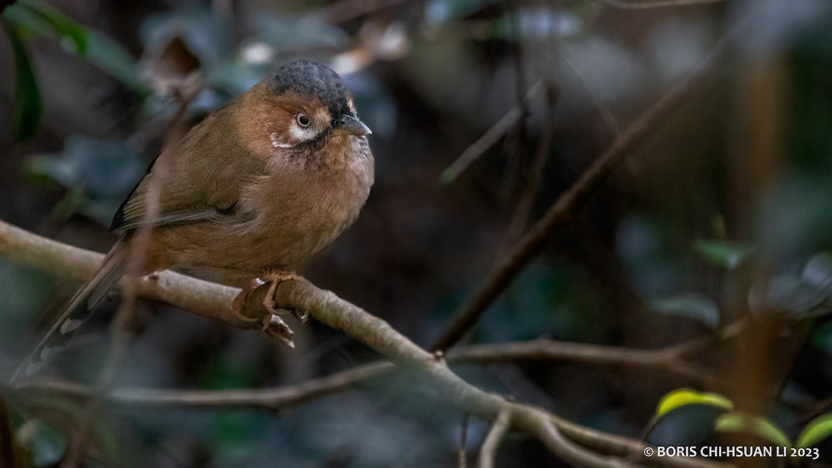 Moustached Laughingthrush (Eastern) - Boris Li