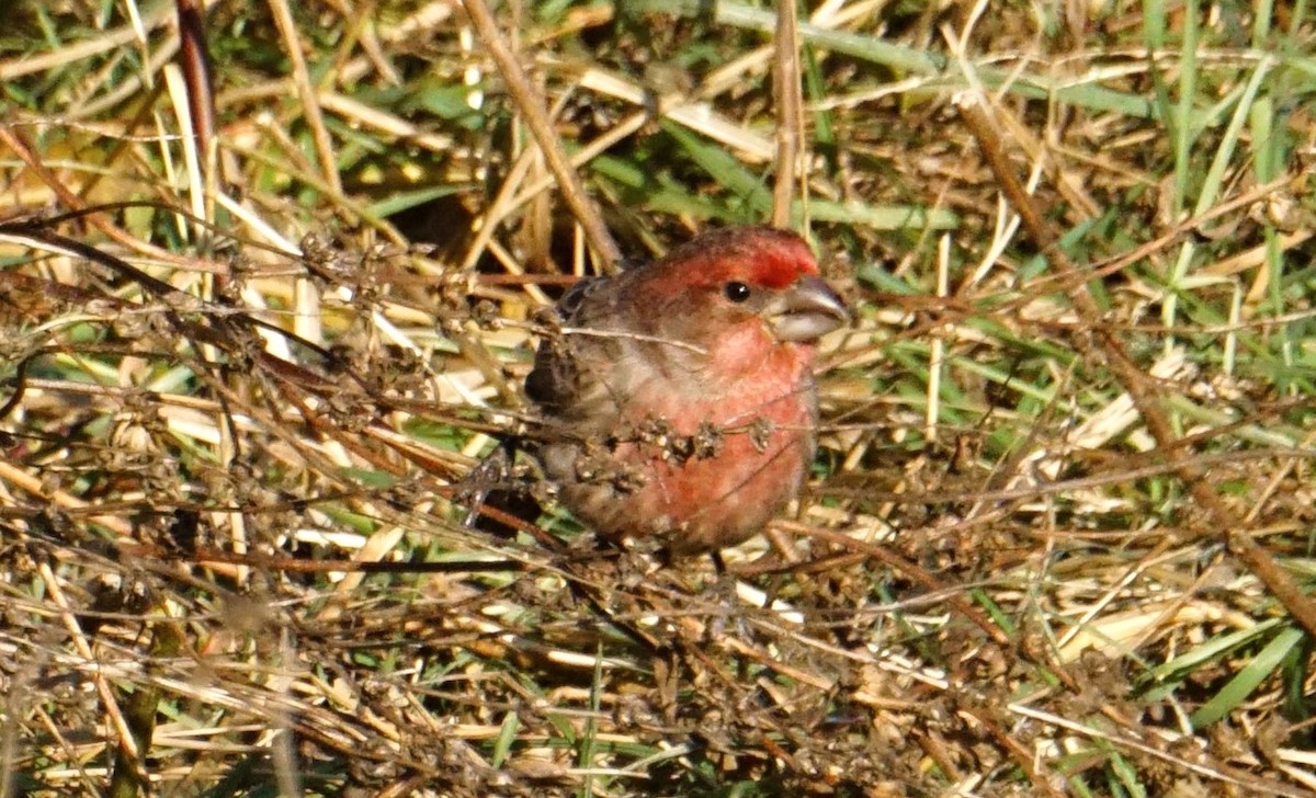 House Finch - ML611723312