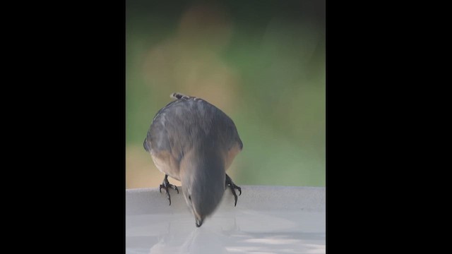 Eastern Bluebird - ML611723390