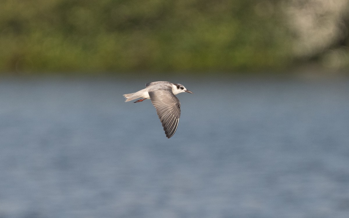 White-winged Tern - ML611723431