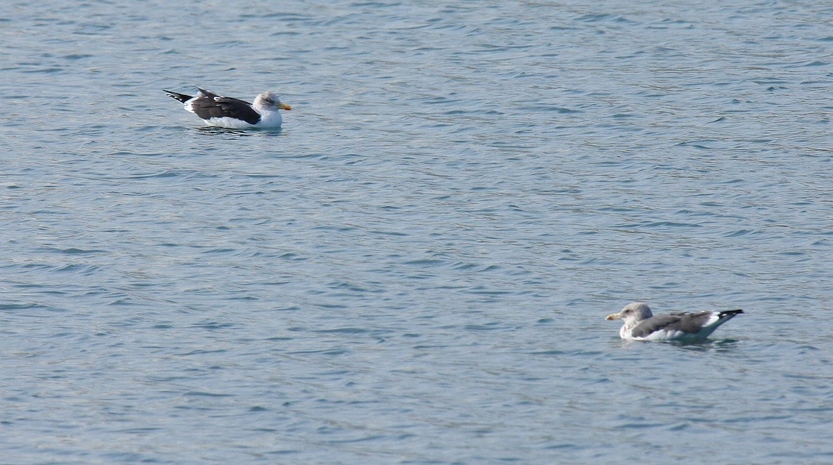 Lesser Black-backed Gull - ML611723447