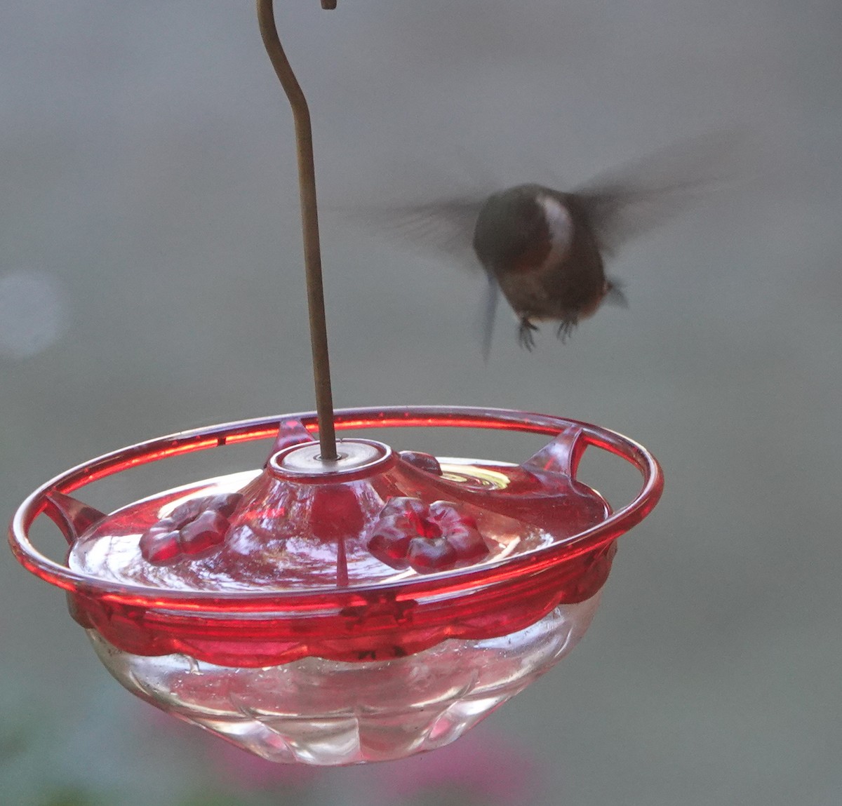 Ruby-throated Hummingbird - ML611723470