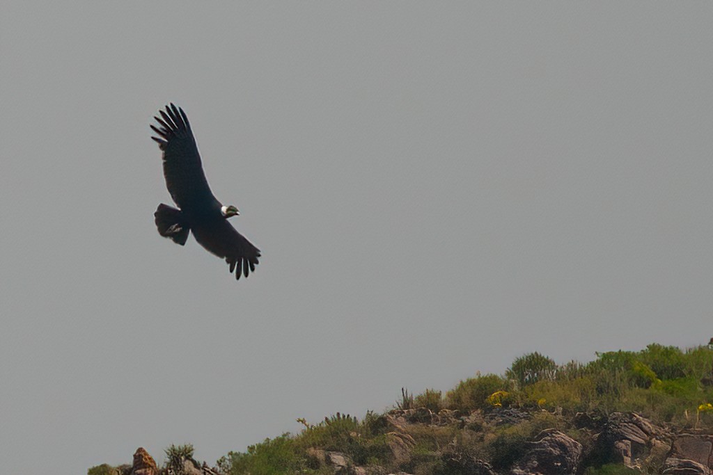 Andean Condor - ML611723490