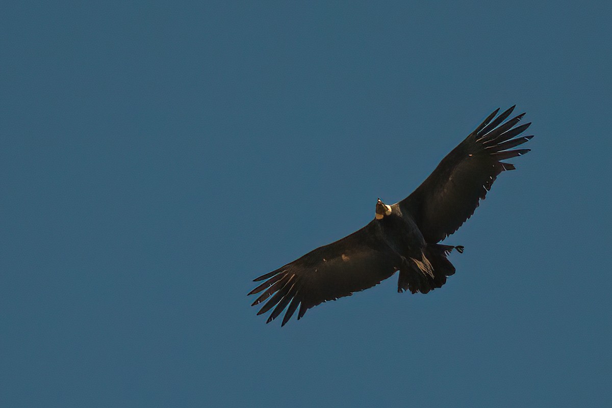 Condor des Andes - ML611723494