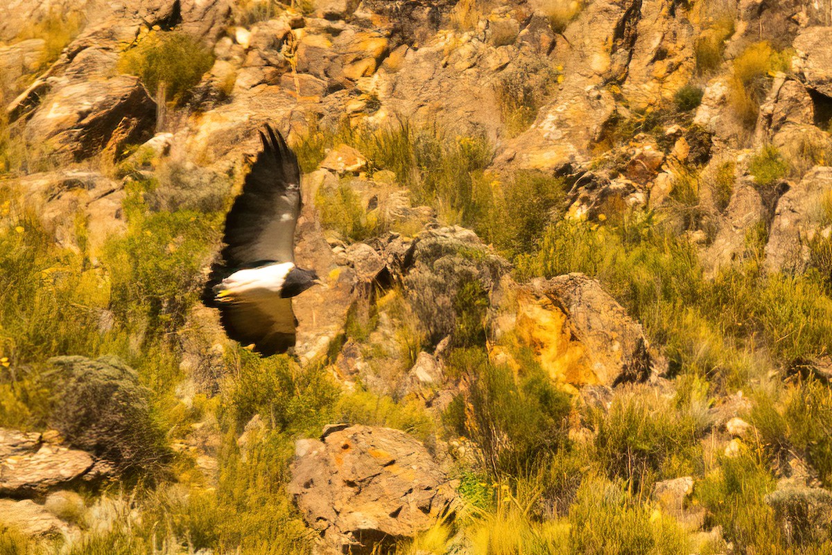 Black-chested Buzzard-Eagle - ML611723506