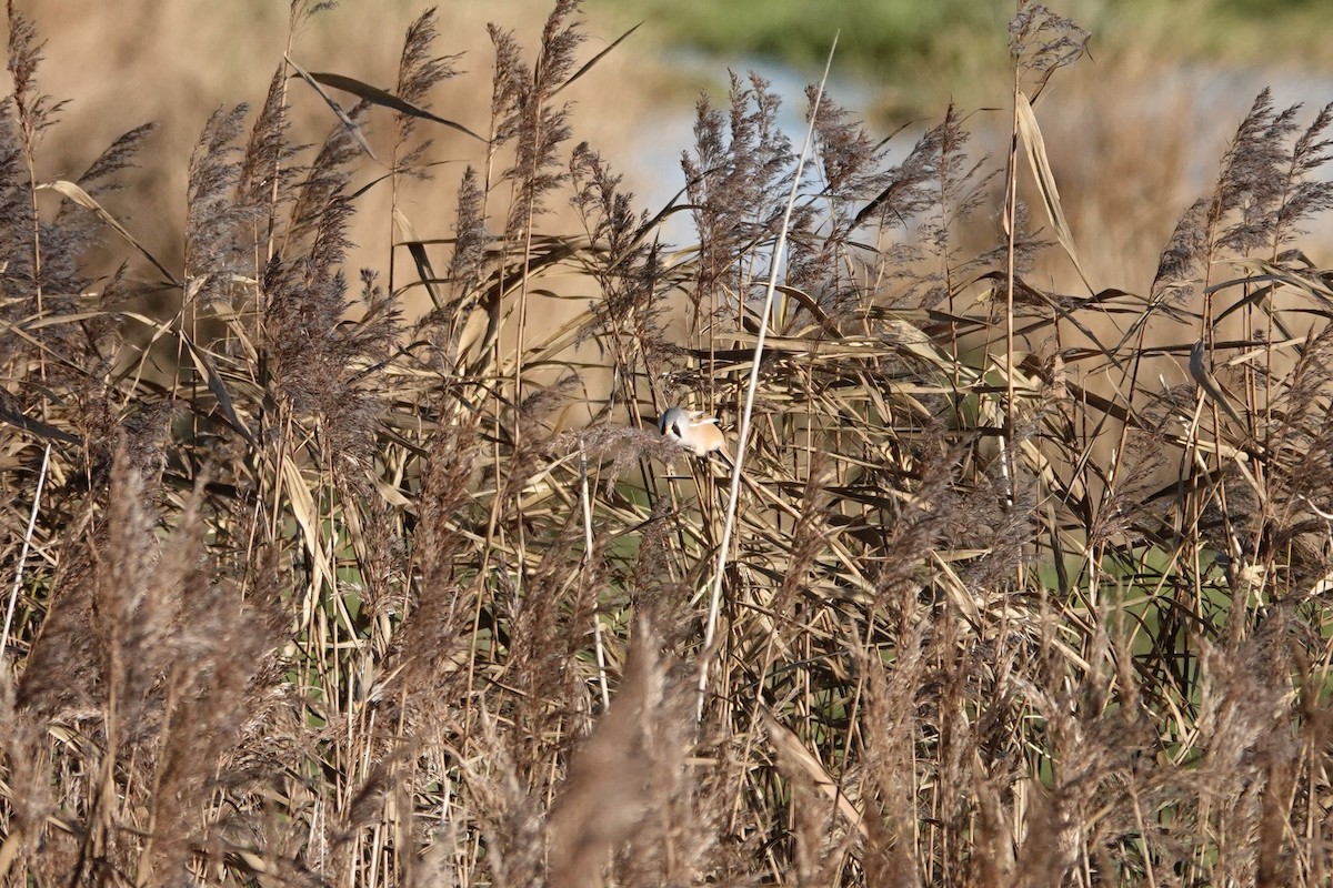 Bearded Reedling - ML611723557