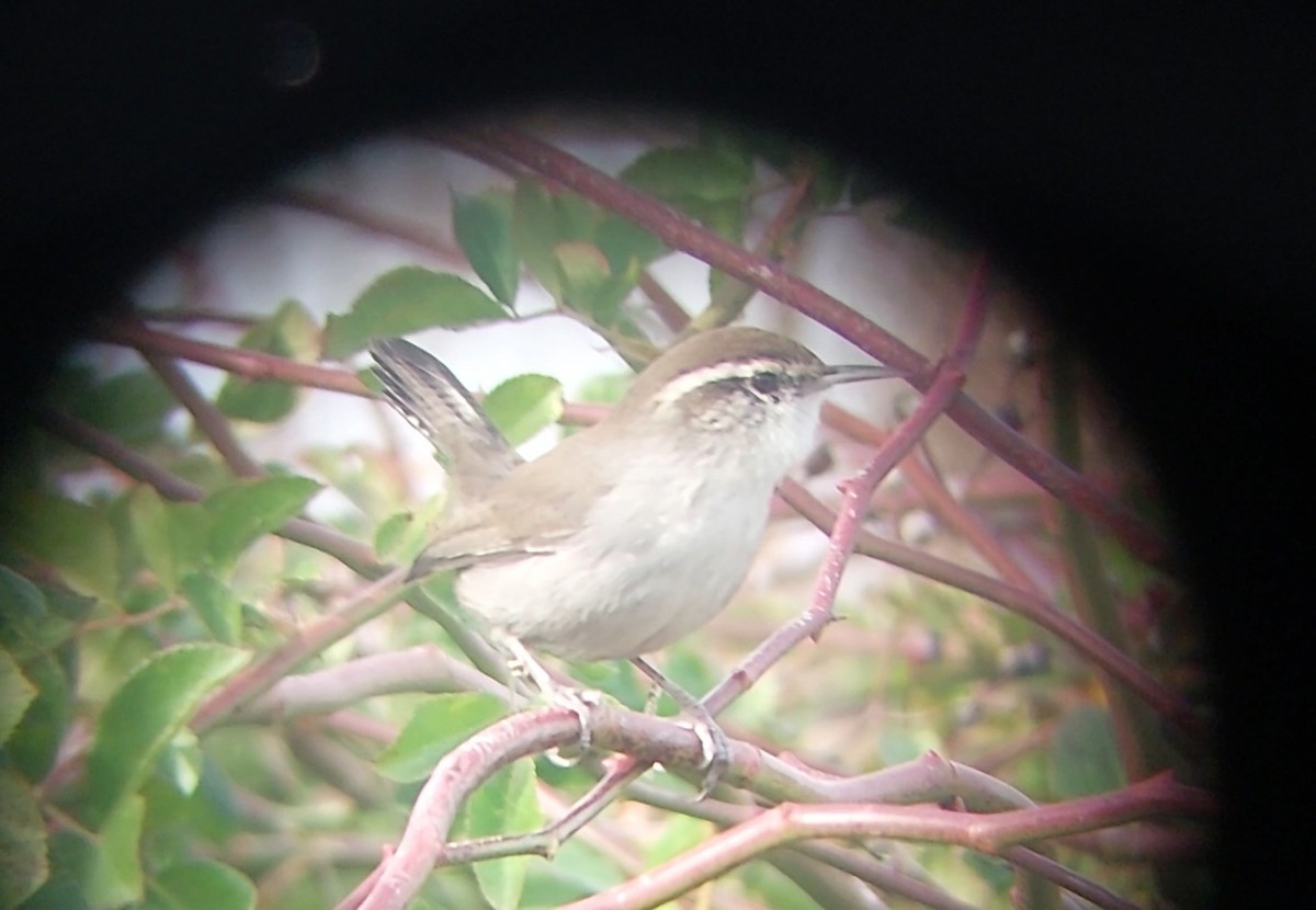 Bewick's Wren - ML611723558