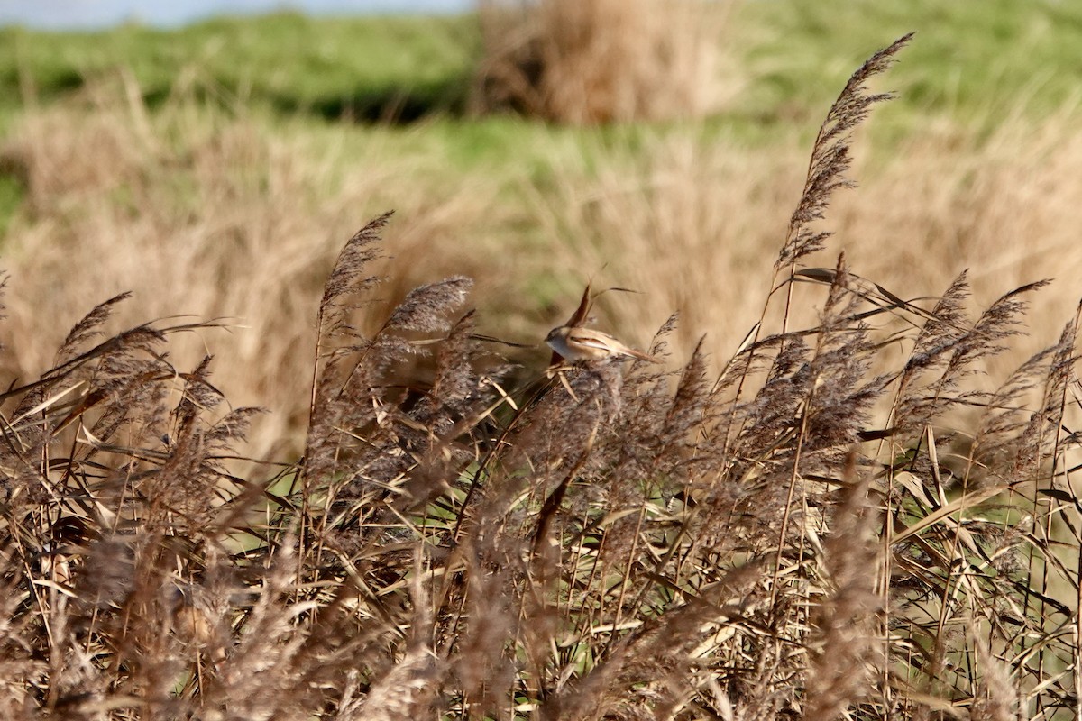 Bearded Reedling - ML611723560