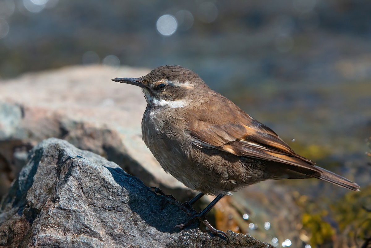 Gray-flanked Cinclodes - Jaap Velden