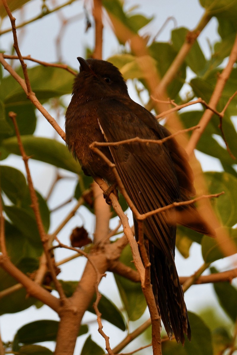 Gray-bellied Cuckoo - ML611723577