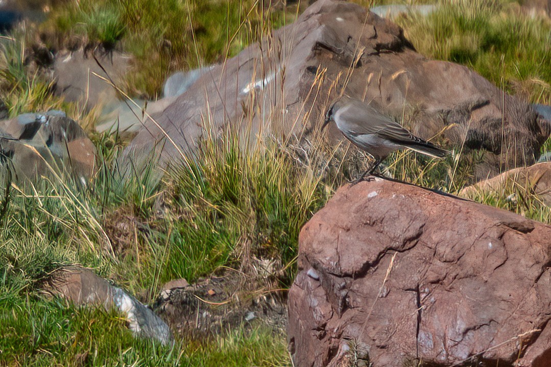 White-browed Ground-Tyrant - ML611723597