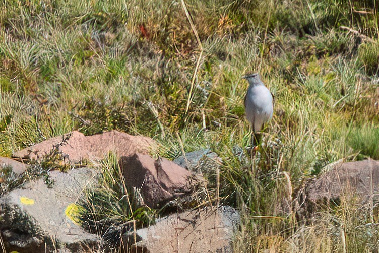 White-browed Ground-Tyrant - ML611723598