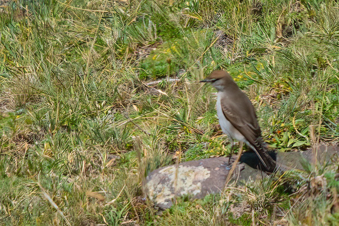 White-browed Ground-Tyrant - Jaap Velden