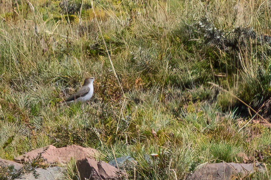 White-browed Ground-Tyrant - ML611723600