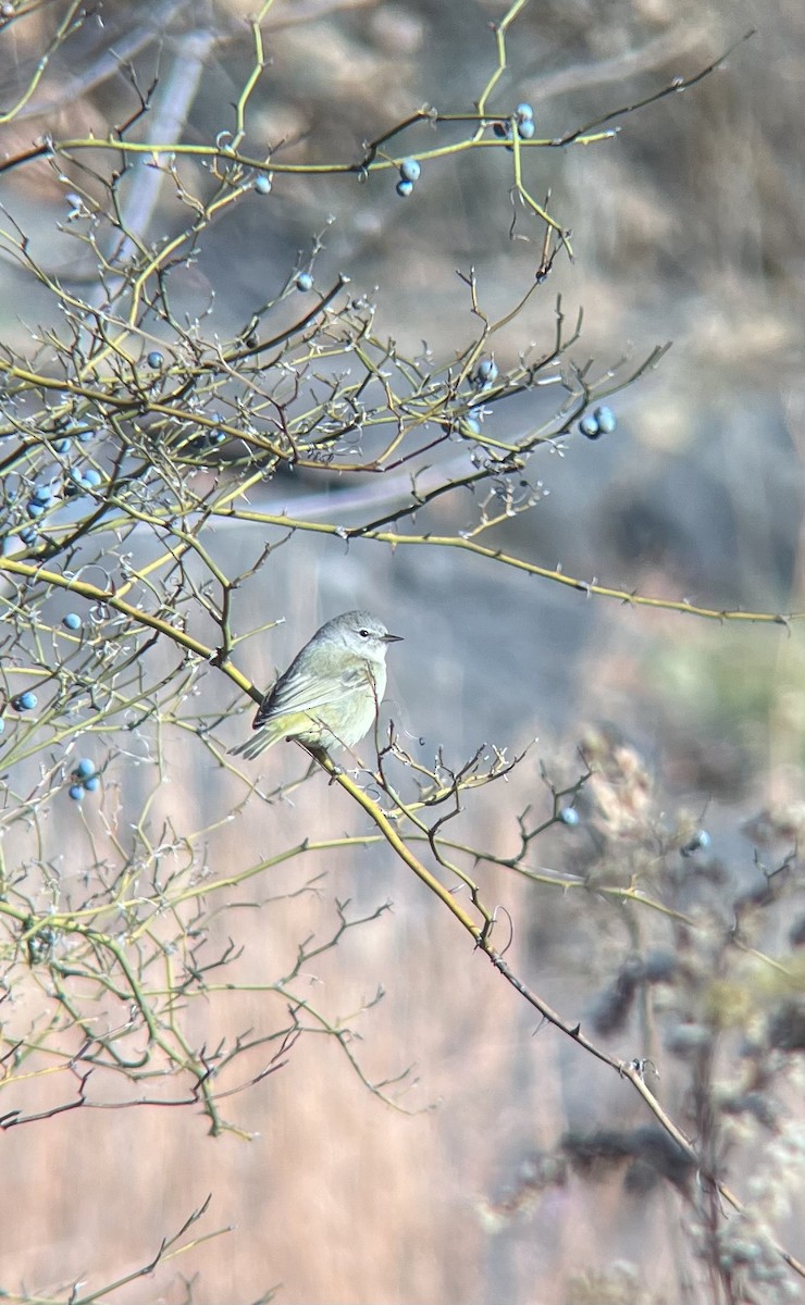 Orange-crowned Warbler (celata) - ML611723611
