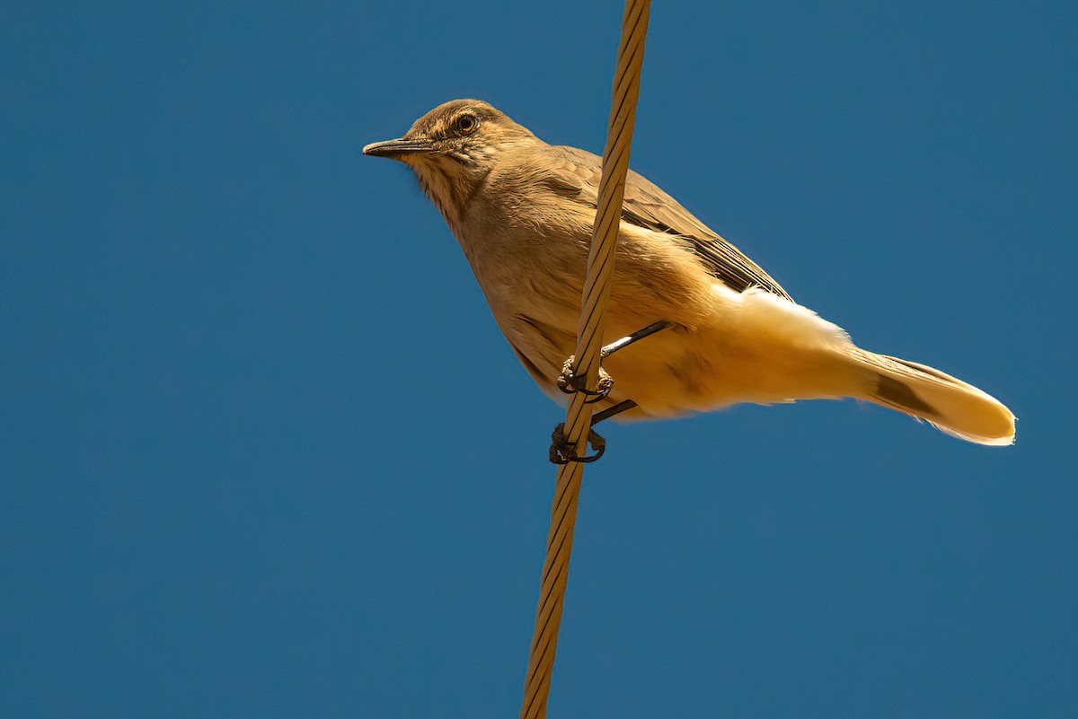 Black-billed Shrike-Tyrant - ML611723612