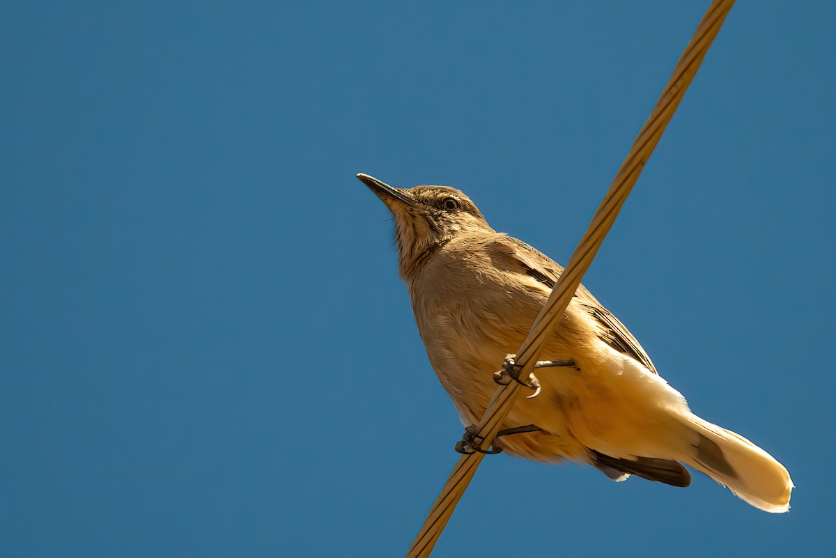 Black-billed Shrike-Tyrant - ML611723613