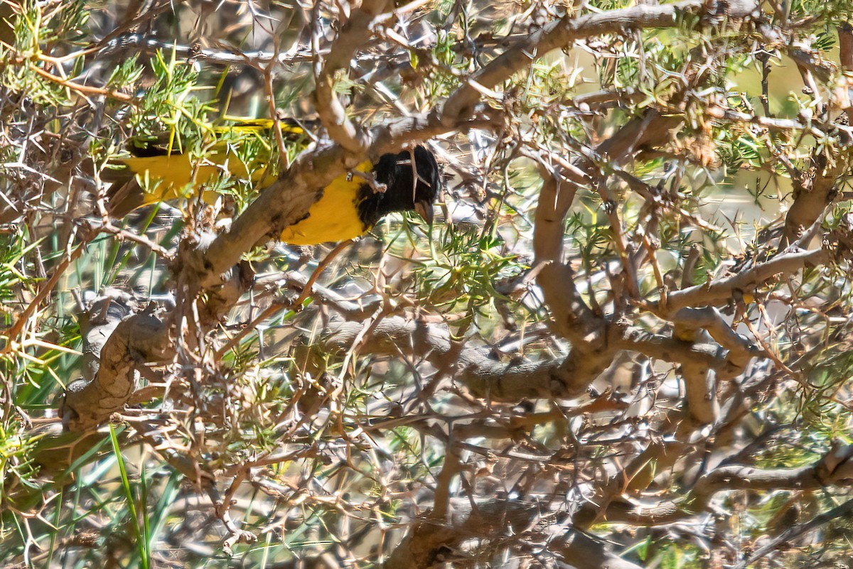 Yellow-rumped Siskin - ML611723617