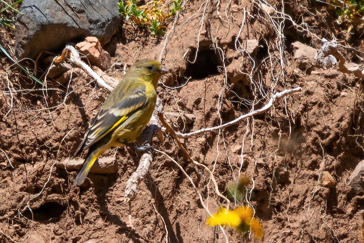 Yellow-rumped Siskin - Jaap Velden