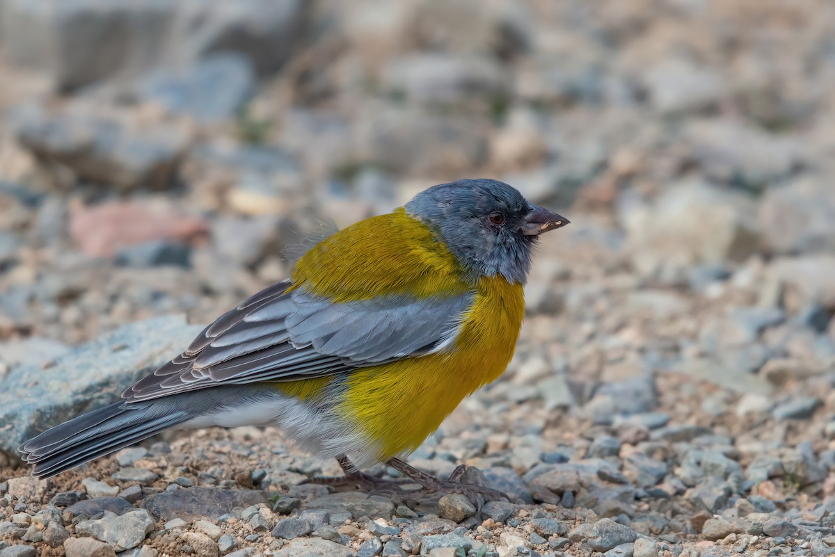 Gray-hooded Sierra Finch - Jaap Velden