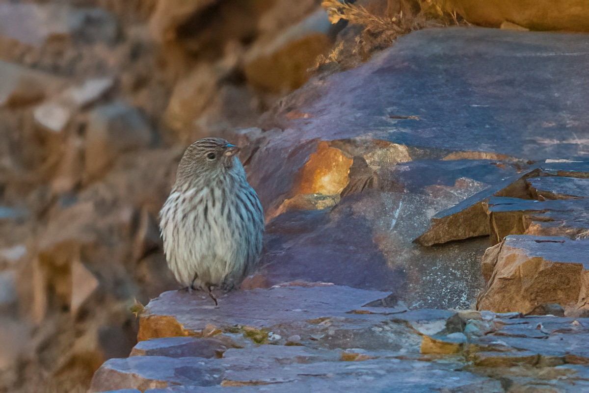 Plumbeous Sierra Finch - ML611723628