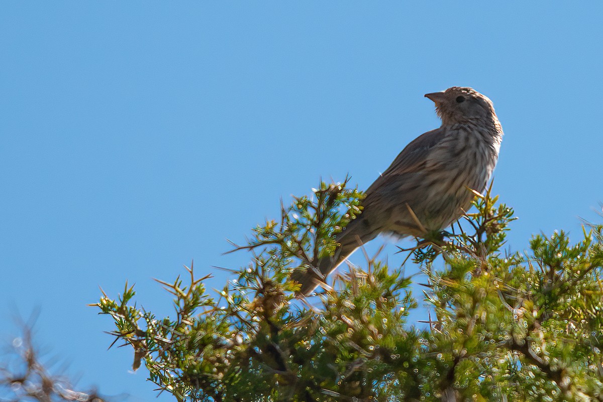 Plumbeous Sierra Finch - ML611723629