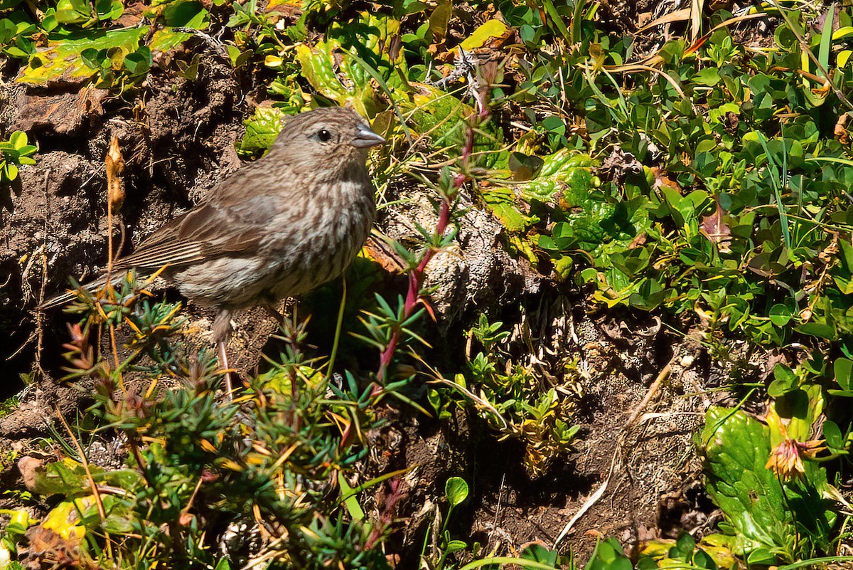 Plumbeous Sierra Finch - ML611723630