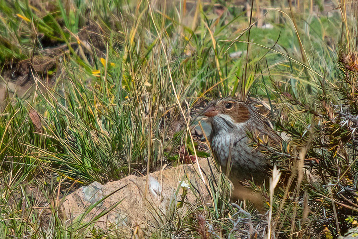 Mourning Sierra Finch - ML611723647