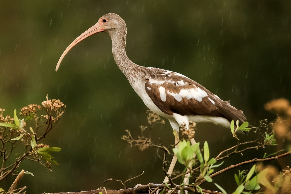 White Ibis - ML611723729