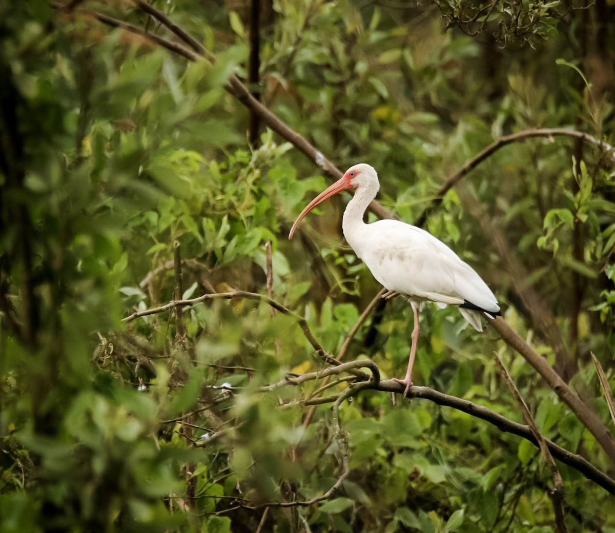 White Ibis - ML611723730