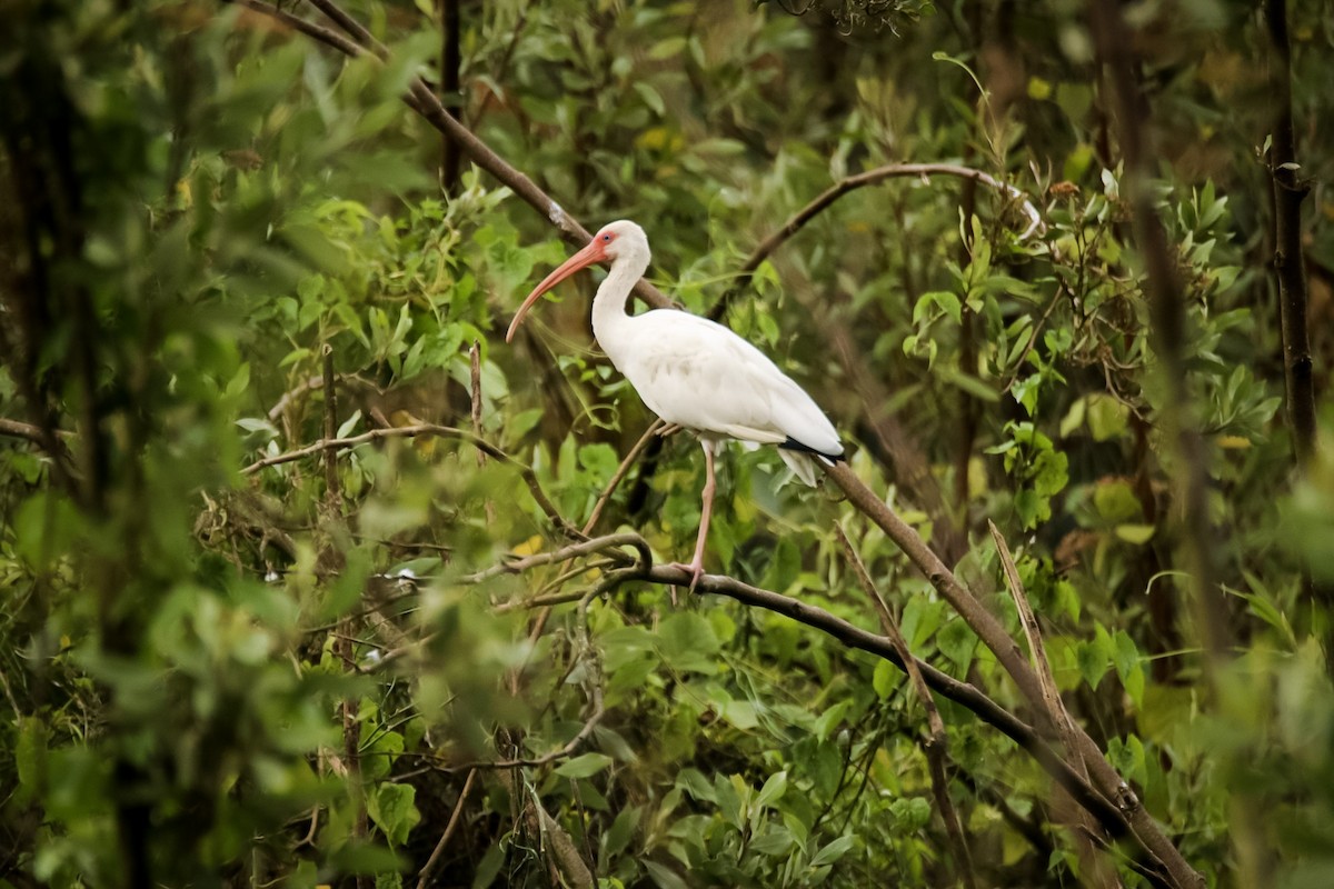 White Ibis - ML611723731