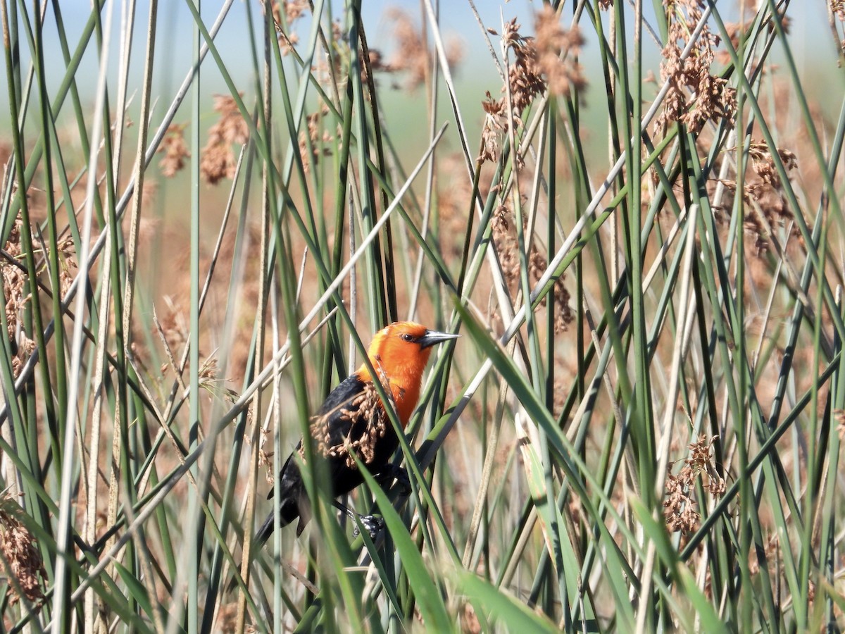 Scarlet-headed Blackbird - ML611723746