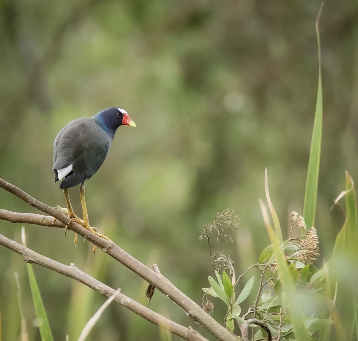 Purple Gallinule - ML611723750