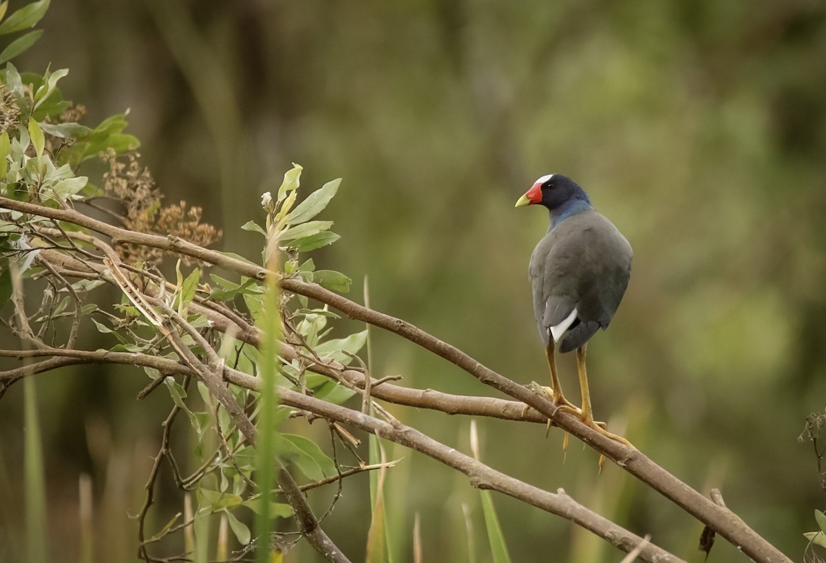 Purple Gallinule - Steven Klingler