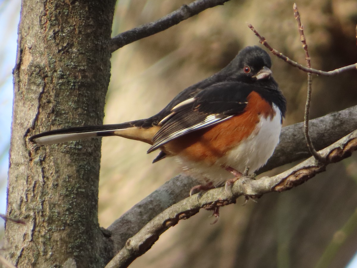 Eastern Towhee - Ken Clark