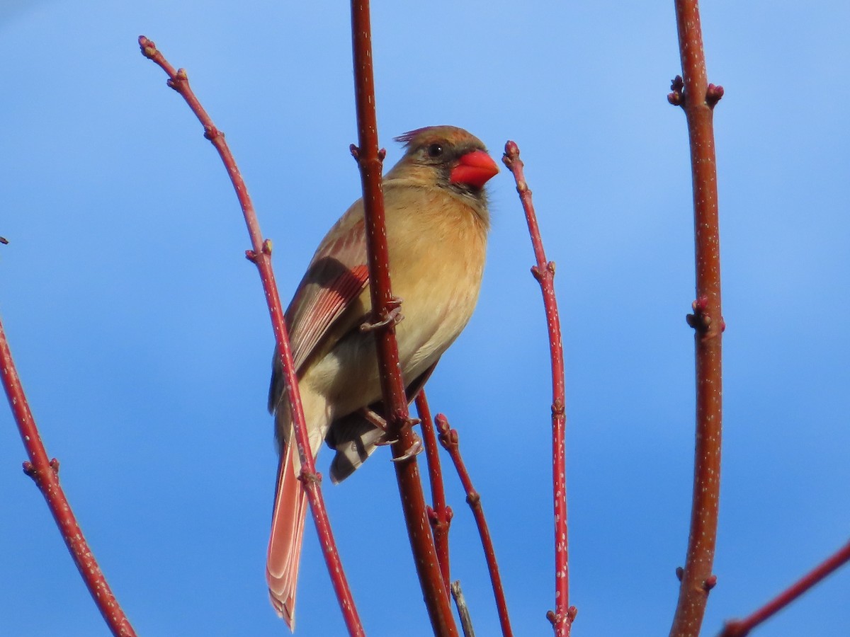 Northern Cardinal - ML611723771