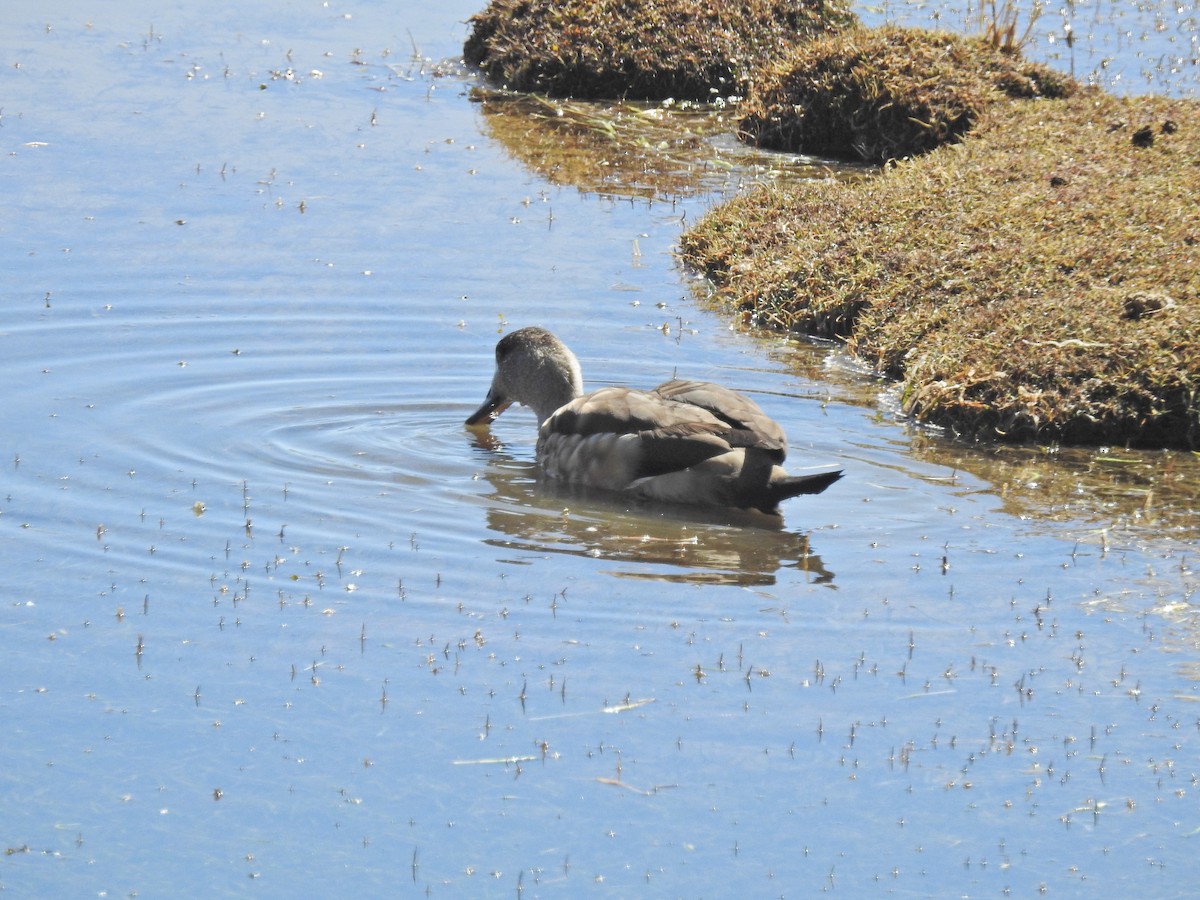 Crested Duck - ML611723817