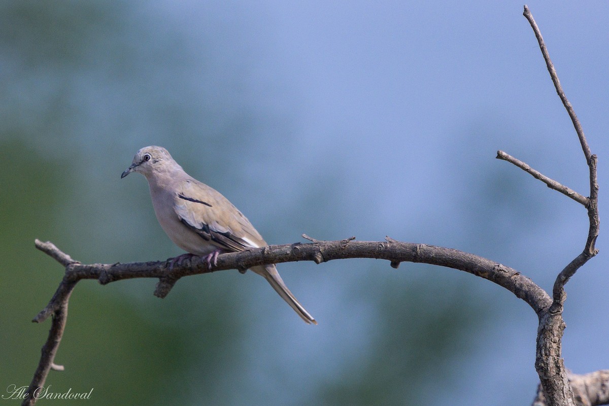 Picui Ground Dove - ML611723872