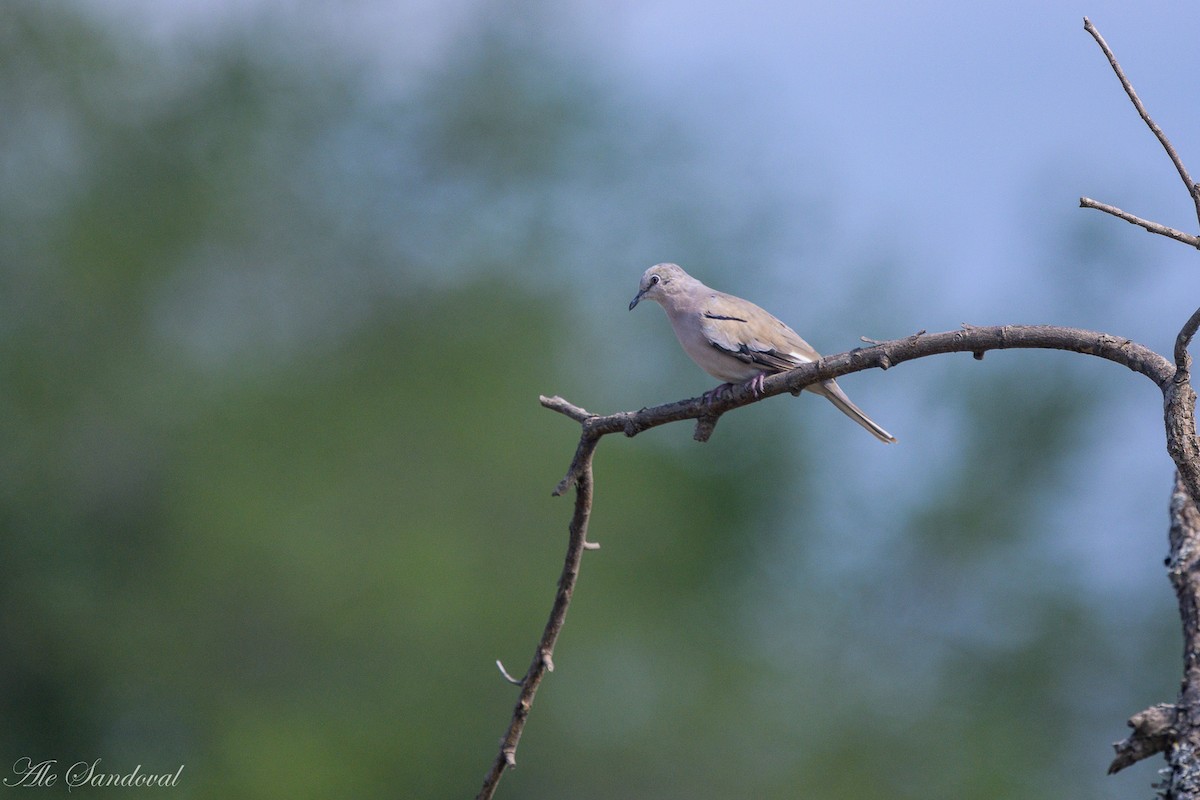 Picui Ground Dove - ML611723873