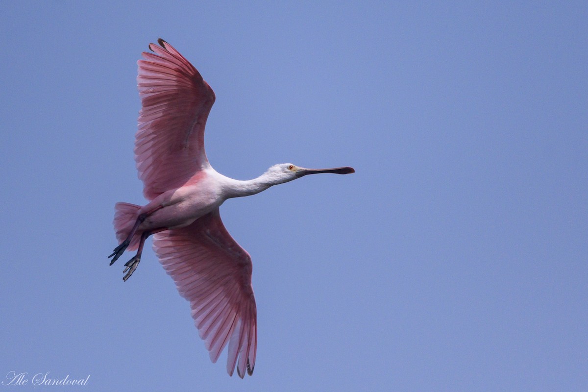 Roseate Spoonbill - ML611723931