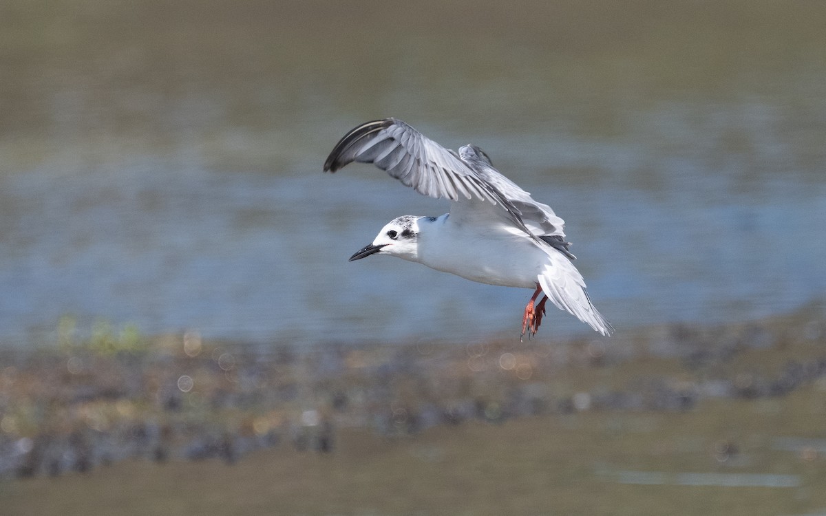 White-winged Tern - ML611723936